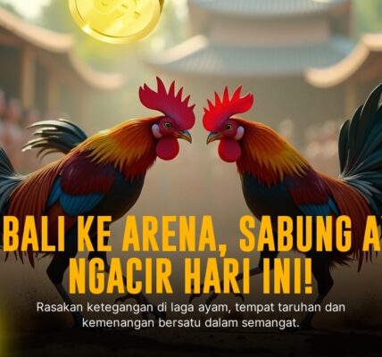 Kenali Ayam Bangkok: Raja Sabung Ayam di SV388
