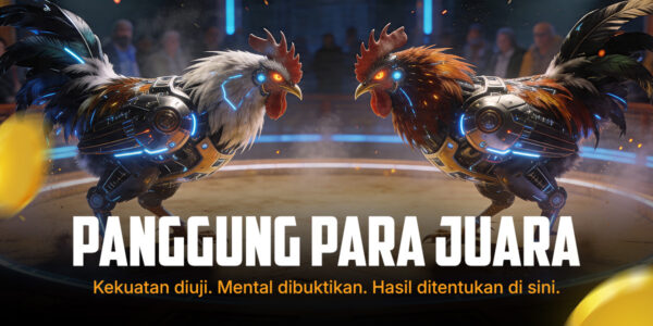 Kenali Ayam Bangkok: Raja Sabung Ayam SV388